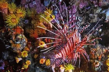 Pterois Volitans - Mar Rojo.