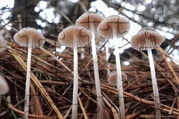 Mycena Alcalina