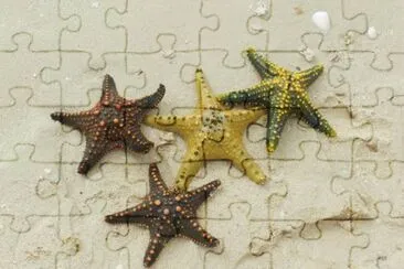 Stelle marine jigsaw puzzle