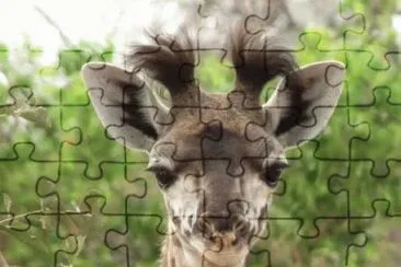 Giraffa con ciuffo jigsaw puzzle