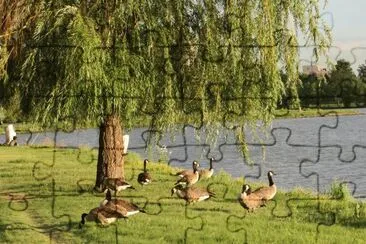 patos jigsaw puzzle