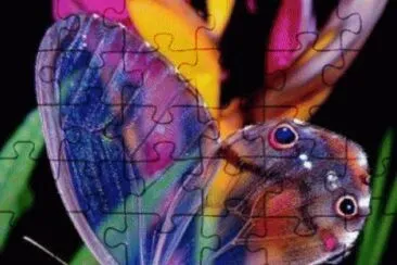 glass wings jigsaw puzzle