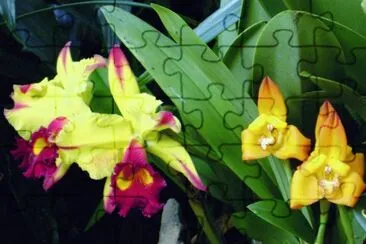 orquÃ­deas