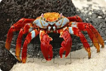 crab