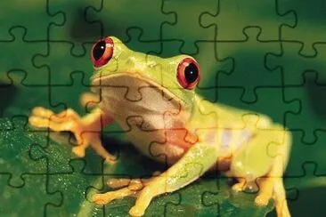 פאזל של frog