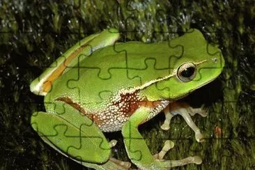 Litoria Phyllochroa