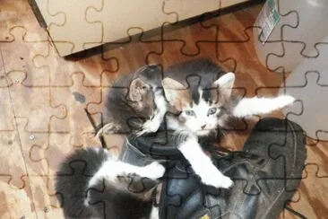 kittens play jigsaw puzzle