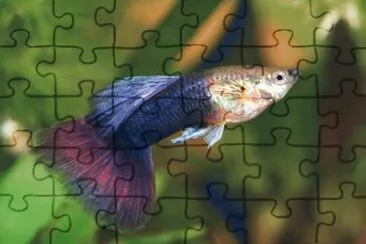 BONITO GUPY jigsaw puzzle