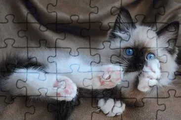 Gatinho dormindo! jigsaw puzzle