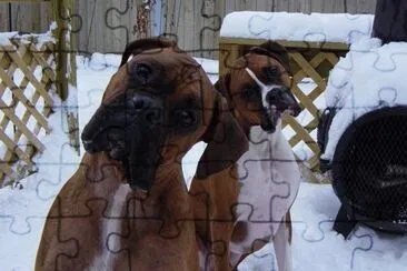 HERMOSOS BOXER  EXPRESIVOS jigsaw puzzle