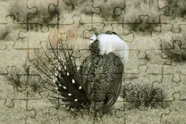 greater sage grouse