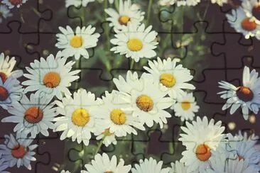 Daisies