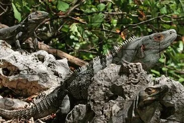 Iguana Rayada - CentroamÃ©rica