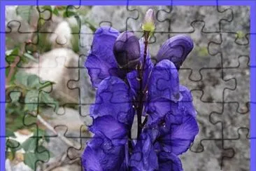 AcÃ³nito (Aconitum Napellus)