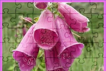 פאזל של Dedalera (Digitalis Purpurea)