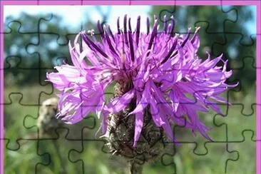 פאזל של Centaurea Mayor (Centaurea Scabiosa)