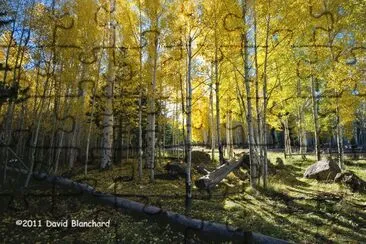 Flagstaff aspens