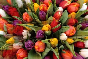 Tulipans