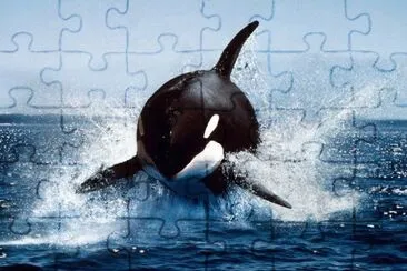 orca