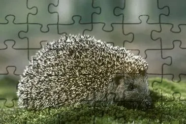 hedgehog