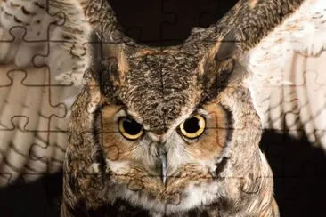 horned owl