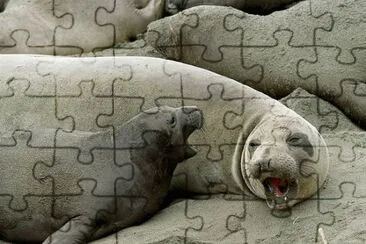 elephant seal