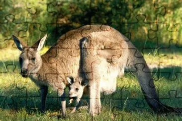 kangaroo mom