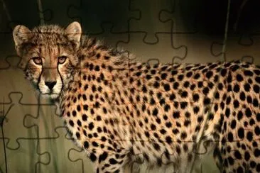 cheetah1