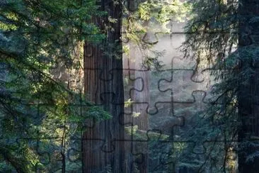 redwood forest