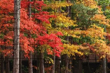 foliage rainbow