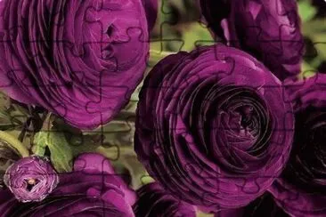 Purple Roses