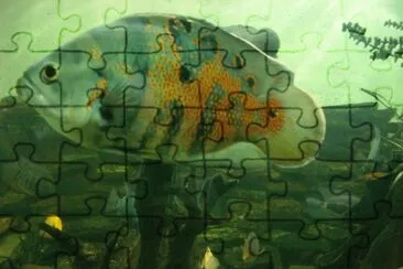 3 jigsaw puzzle