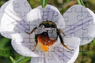 flower and bee