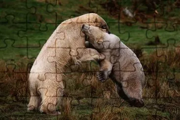 polar bears playing