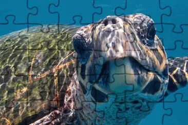 tortuga acuatica jigsaw puzzle