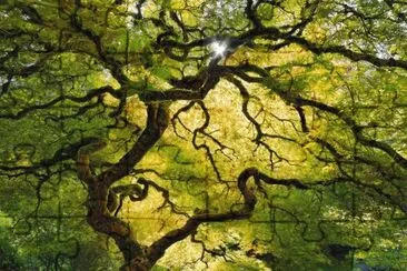 arboles jigsaw puzzle