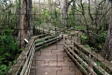 Corkscrew Swamp