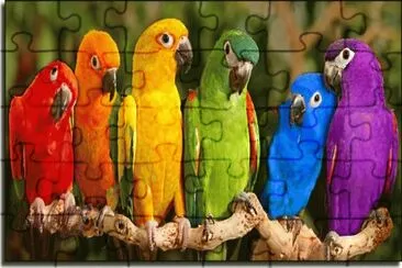 pajaros del mundo