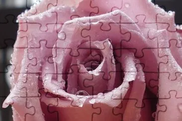 rosa jigsaw puzzle