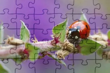 Coccinella jigsaw puzzle