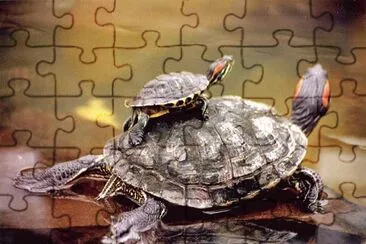 tortugas acuaticas jigsaw puzzle