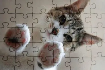 gatito jigsaw puzzle