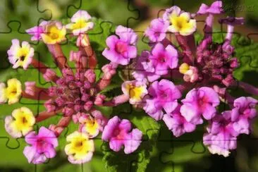 פאזל של flores silvestres