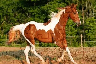 horse