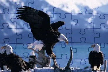 aguila jigsaw puzzle