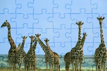 jirafas juntas jigsaw puzzle