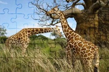 girafas selva jigsaw puzzle