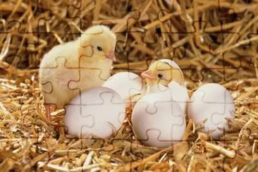 chickens jigsaw puzzle