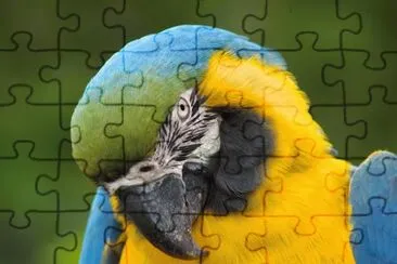 exotico guacamayo jigsaw puzzle