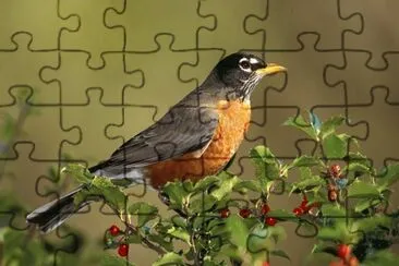 ave y naturaleza jigsaw puzzle